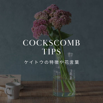 鮮やかなケイトウの魅力と花言葉を探ろう！ - &YOUKAEN (アンドユーカエン)