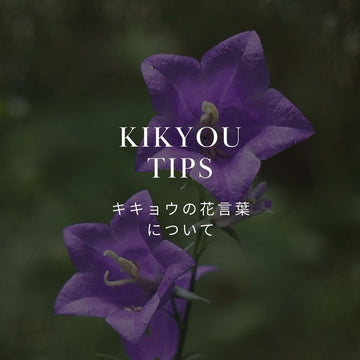 キキョウ（桔梗）の花言葉と歴史を詳しく紹介！ - &YOUKAEN (アンドユーカエン)