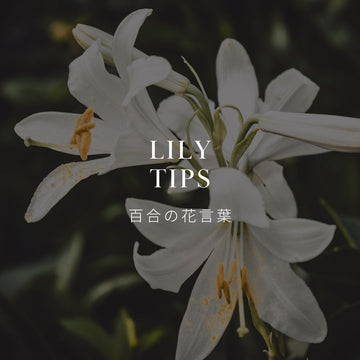 百合の花言葉と歴史について - &YOUKAEN (アンドユーカエン)