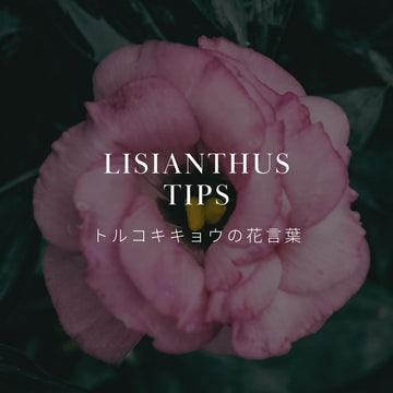 トルコキキョウの花言葉は？歴史についても解説 - &YOUKAEN (アンドユーカエン)