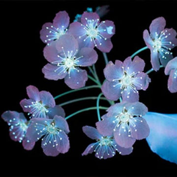 【祝macOS BigSur】macOS壁紙の花の名前について - &YOUKAEN (アンドユーカエン)