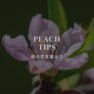 桃の花の花言葉を徹底解説｜歴史や神話についても紹介 - &YOUKAEN (アンドユーカエン)