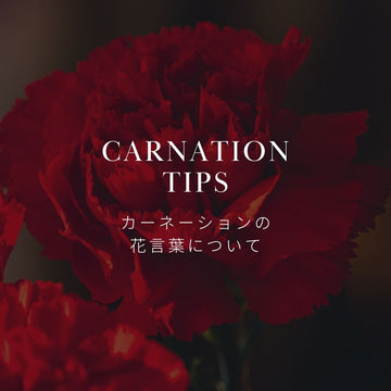 母の日の定番「カーネーション」の花言葉についてご紹介！ - &YOUKAEN (アンドユーカエン)