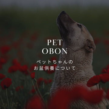 ペットのお盆供養について。虹の橋を渡った子へ贈るお花とメッセージ - &YOUKAEN (アンドユーカエン)