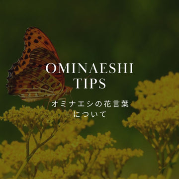 女郎花（オミナエシ）の花言葉は？歴史についても詳しく紹介！ - &YOUKAEN (アンドユーカエン)