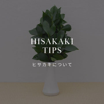 姫榊（ヒサカキ）の深い歴史と花言葉。神棚にお供えする本当の意味 - &YOUKAEN (アンドユーカエン)