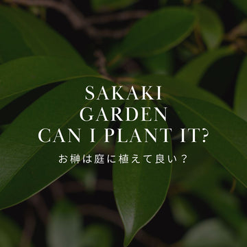 庭に榊を植えてはいけない？本当の理由と植える場所の注意点を解説 - &YOUKAEN (アンドユーカエン)