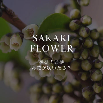 神棚の榊（ヒサカキ）に花が咲いた！気になる匂いやスピリチュアルな意味 - &YOUKAEN (アンドユーカエン)