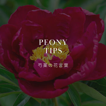 芍薬の花言葉を深掘り！魅力と秘密を知る - &YOUKAEN (アンドユーカエン)