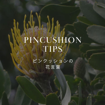 ピンクッションの花言葉「どこでも成功を」！ブーケを贈る魅力とは - &YOUKAEN (アンドユーカエン)