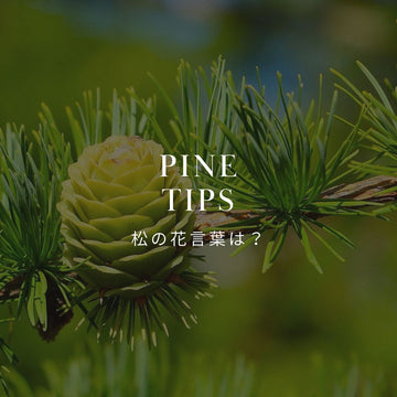 松の花言葉とその意味を詳しく解説 - &YOUKAEN (アンドユーカエン)