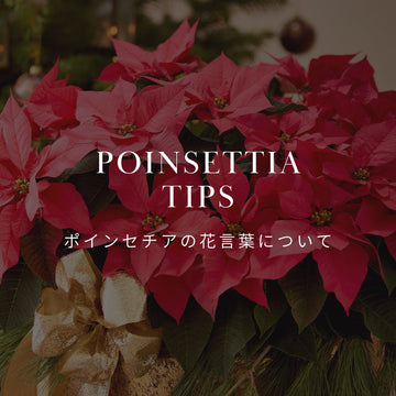 ポインセチアの花言葉とその歴史的背景 - &YOUKAEN (アンドユーカエン)