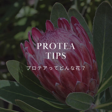 プロテア（プロティア）の花言葉とは？色別の意味や種類を徹底解説 - &YOUKAEN (アンドユーカエン)