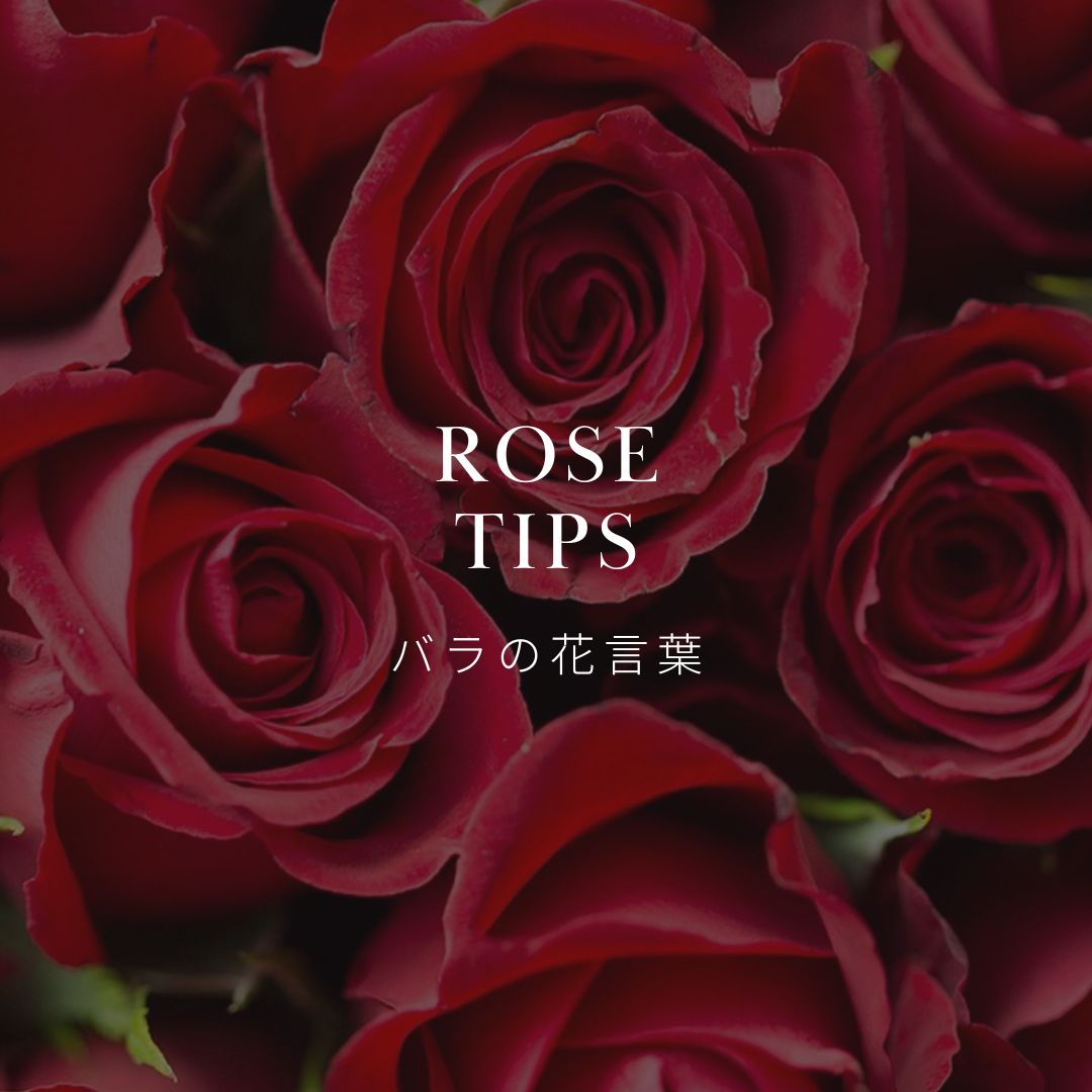 バラってどんな花？色や本数で変わる花言葉とおすすめギフトをご紹介