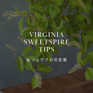 姫リョウブ（コバノズイナ）の花言葉とは？意味と由来を解説 - &YOUKAEN (アンドユーカエン)