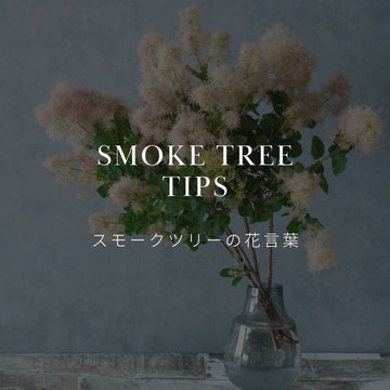 スモークツリーの花言葉とは？歴史を含めて詳しく解説 - &YOUKAEN (アンドユーカエン)