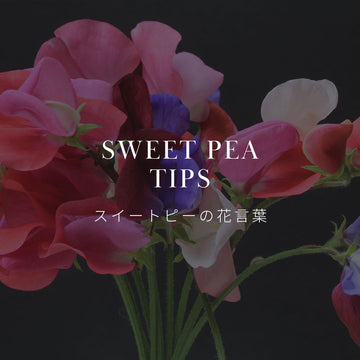 心を伝えるスイートピーの花言葉を解説 - &YOUKAEN (アンドユーカエン)