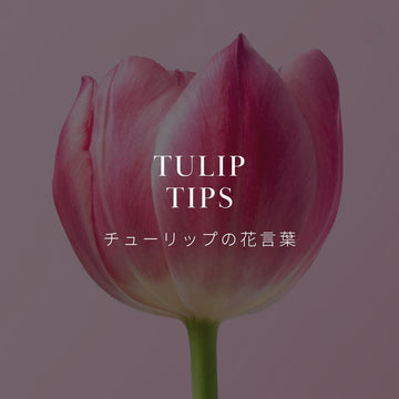 チューリップの花言葉を徹底解説！色別もご紹介！ - &YOUKAEN (アンドユーカエン)