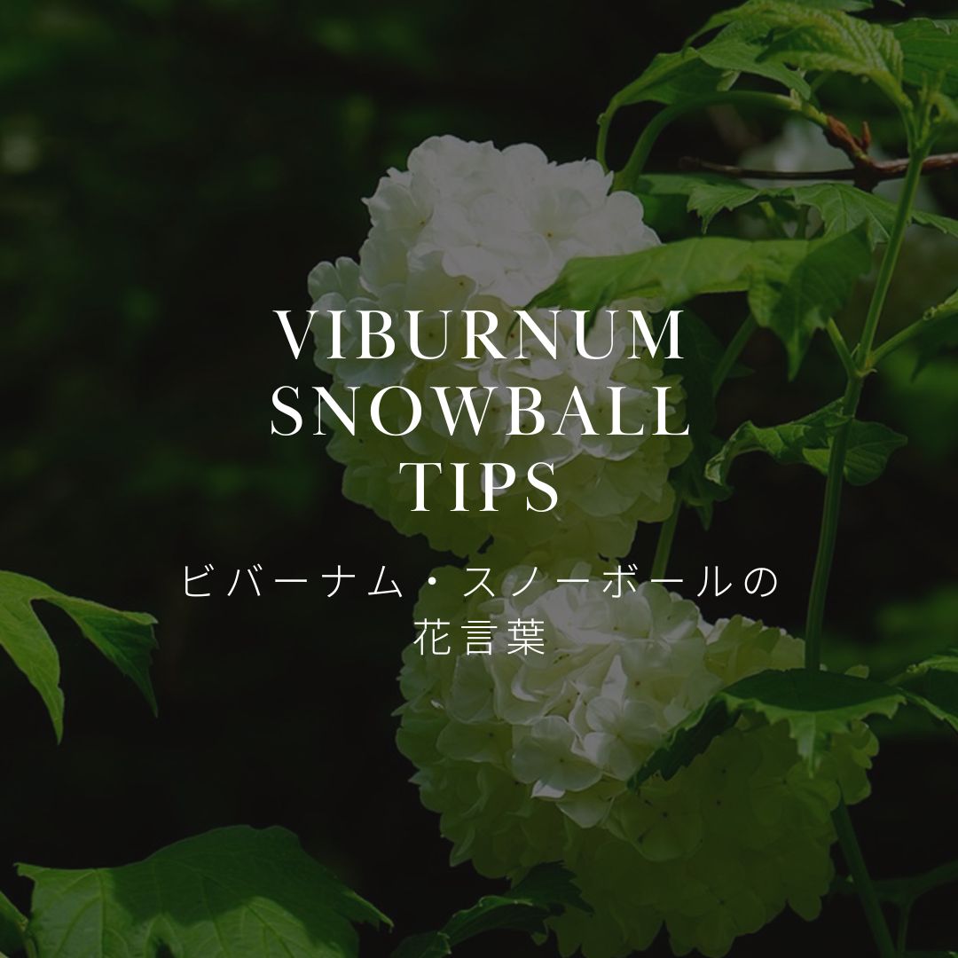 ビバーナム・スノーボールってどんな花？花言葉と魅力についてご紹介