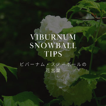 ビバーナム・スノーボールってどんな花？花言葉と魅力についてご紹介！ - &YOUKAEN (アンドユーカエン)