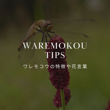 ワレモコウの花言葉と特徴を徹底解説！ - &YOUKAEN (アンドユーカエン)