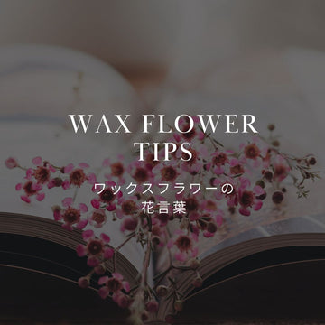 ワックスフラワーの花言葉と歴史、おすすめフラワーギフトを紹介！ - &YOUKAEN (アンドユーカエン)