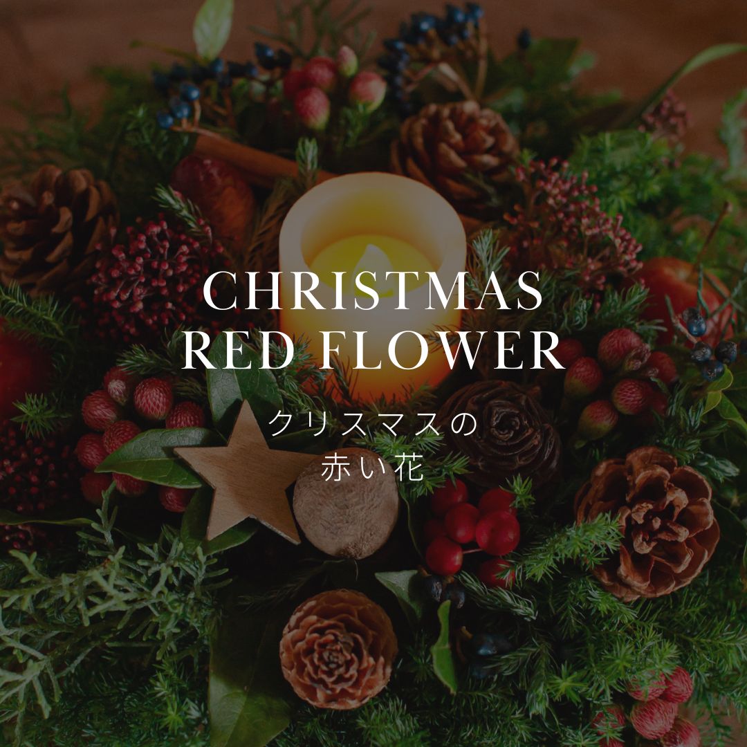 ポインセチアだけじゃない！クリスマスを華やかに演出する赤い花の