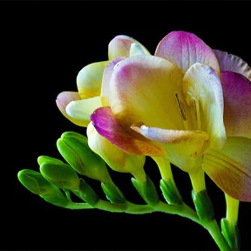 &YOUKAEN THE STORE 年末年始休業のお知らせ - &YOUKAEN (アンドユーカエン)