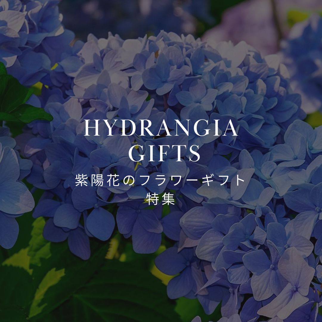紫陽花は今が旬！ 雨の日にピッタリな紫陽花を飾って、梅雨を楽しみま