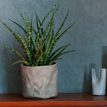 インテリアにおすすめ おしゃれな観葉植物を販売中！ - &YOUKAEN (アンドユーカエン)