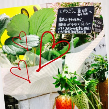 ユー花園ではイチゴのフラワーギフト販売中！ - &YOUKAEN (アンドユーカエン)