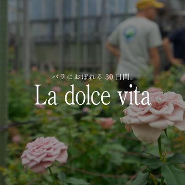 《バラにおぼれる30日間 -la dolce vita》#4 保科バラ園を訪ねて ─ 人々を魅了するバラの源流を探る - &YOUKAEN (アンドユーカエン)