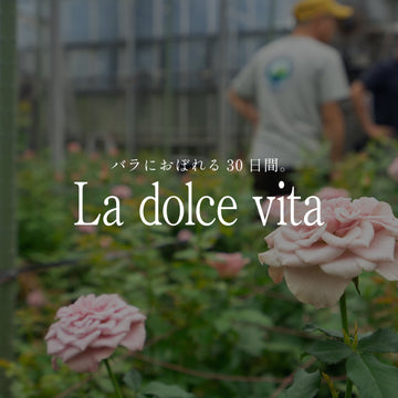 《バラにおぼれる30日間 -la dolce vita》#4 保科バラ園を訪ねて ─ 人々を魅了するバラの源流を探る - &YOUKAEN (アンドユーカエン)