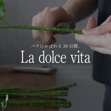 《バラにおぼれる30日間 -la dolce vita》#5 秋バラの魅力を最大限に。&YOUKAENの品質へのこだわり - &YOUKAEN (アンドユーカエン)