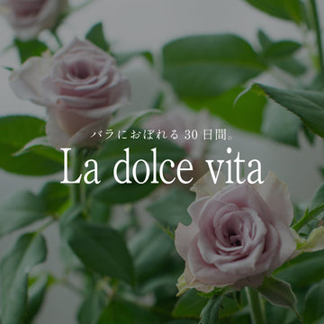 《バラにおぼれる30日間 -la dolce vita》#7 今週の秋バラ定期便「ラビンダ」