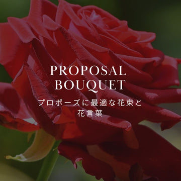 プロポーズに最適な花束と花言葉 - &YOUKAEN (アンドユーカエン)