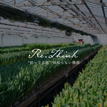 《Re:think “知ってる花”の、知らない横顔》vol.3 知らないチューリップの横顔を探す旅 ― 埼玉県深谷市・田尻華園を訪ねて ― Part 1