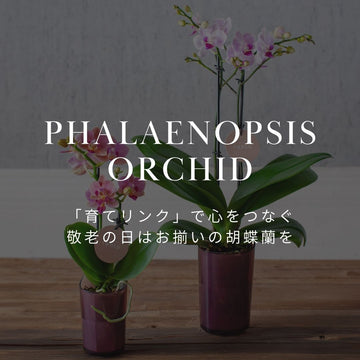 新商品「育てリンク」で心をつなぐ。敬老の日はお揃いの胡蝶蘭を