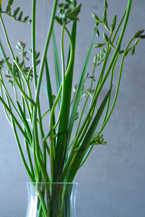 石川県産エアリーフローラ 新種のフリージア 花言葉は希望 お任せミックス