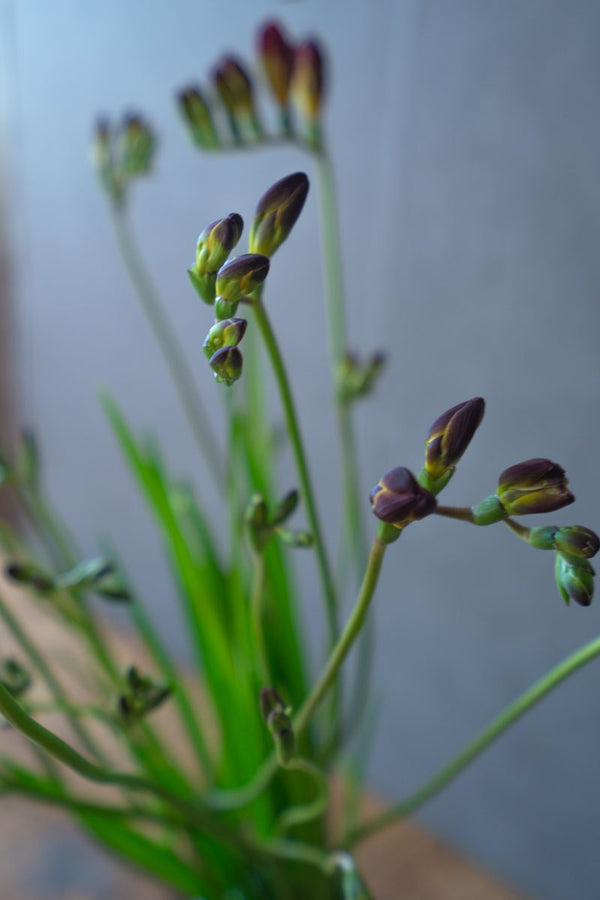 石川県産エアリーフローラ 新種のフリージア 花言葉は希望 お任せミックス