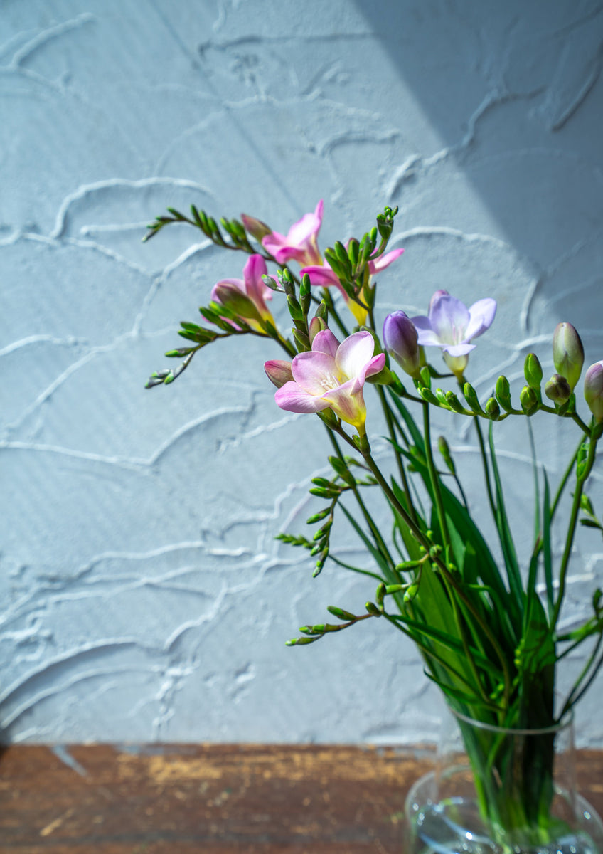 Ishikawa Prefecture] Airy Flora New Variety Freesia Assorted Mix
