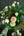 【週末限定】保科バラ園のバラを使った おしゃれな花束「full bloom」【期間限定 オータムギフト】