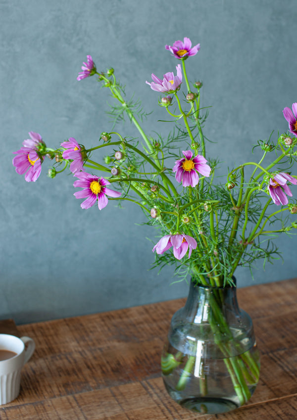 季節の花 50cm「コスモス おまかせ10本」