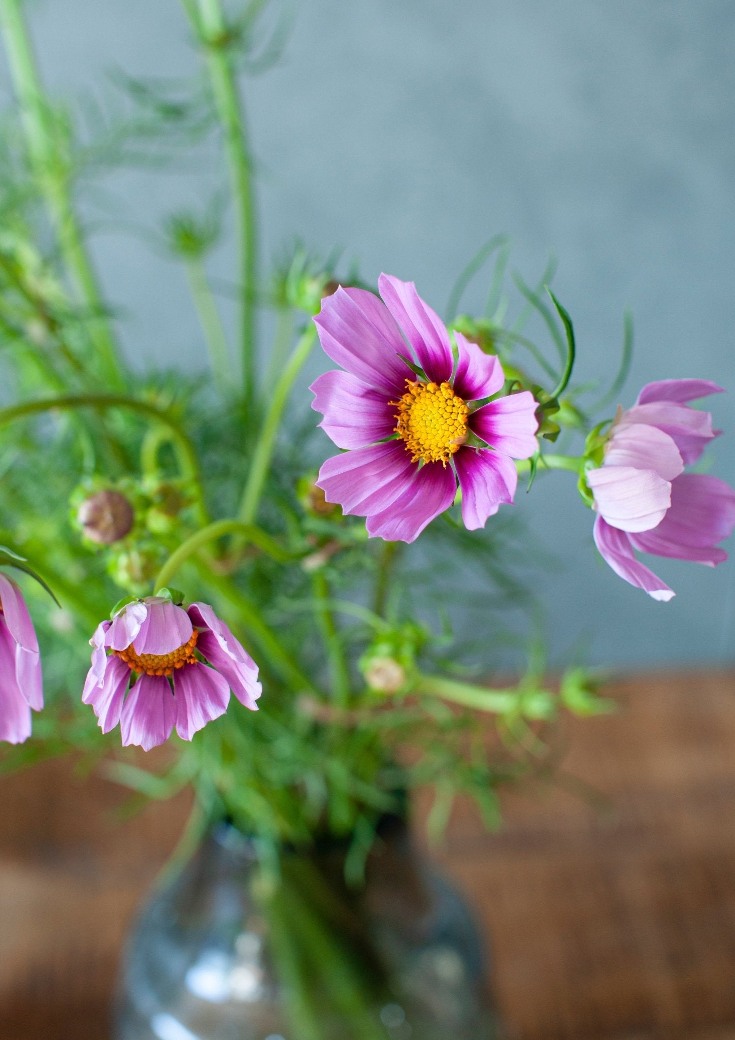 季節の花 50cm「コスモス おまかせ10本」 – &YOUKAEN (アンドユーカエン)