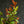 季節の枝もの50～60cm「紅葉ヒペリカム」5本