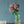 季節の花 50～60cm「ボンベイケイトウ アンティークピンク」6本