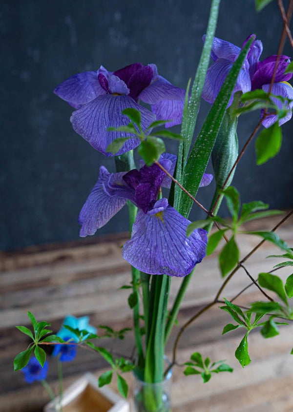 こどもの日花菖蒲花束 40cm 花菖蒲と折り紙の兜で節句の飾り