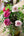 いい夫婦の日 おしゃれなブーケ Sサイズ「fuchsia」【バラの花束】