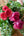 いい夫婦の日 おしゃれなブーケ Sサイズ「fuchsia」【バラの花束】