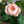 いつもありがとう｜いい夫婦の日のwabaraの花束 M - &YOUKAEN (アンドユーカエン)